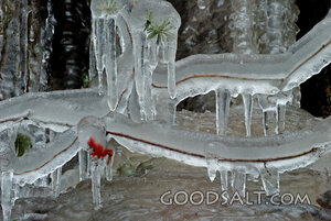 Ice With Red Berries