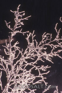 Frosted Winter Branches