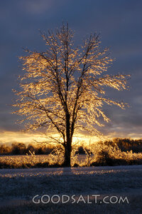 Frosted Tree at Dawn