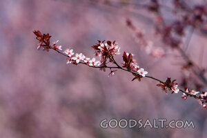 IDAHO. Boise. Close-up of pink flowering trees (variety unkn