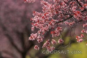 IDAHO. Boise. Close-up of pink flowering trees (variety unkn