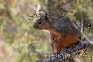 IDAHO. Boise. Western Gray Squirrel (Sciurus griseus) clingi