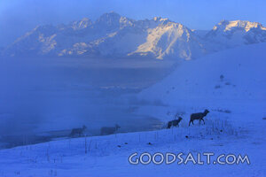 IDAHO. Stanley. Elk (Cervus elaphus) crossing a foggy river 