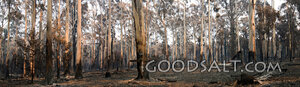 Jesus on Cross in Burnt Forest.