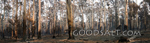 Jesus on the Cross in Burnt Forest