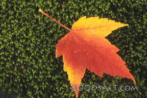 Autumn Maple Leaf on Moss
