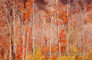 Autumn Woodland Witness