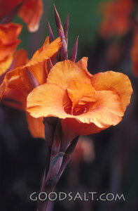 Canna Lily in God’s Garden