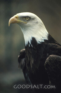 Bald Eagle Watchful Strength