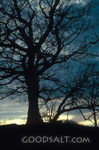 Winter Tree at Dawn