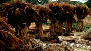 Sheaves of the Harvest