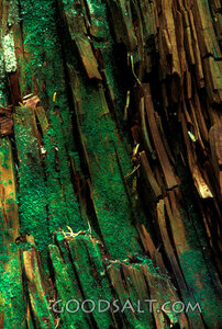 Moss on Weathered Tree Bark