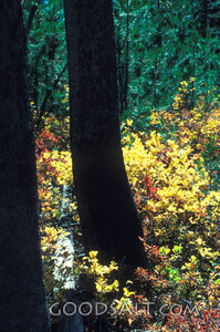 Sunlit Woodland Grove