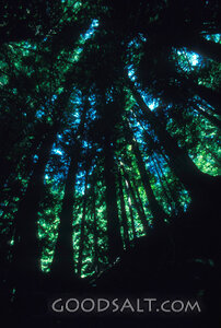 Cathedral of Forest Trees