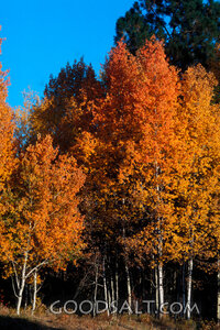 Autumn Aspen Grove