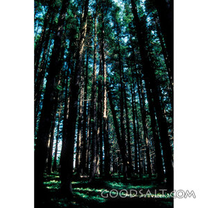 Sunlit Pine Forest of Creation