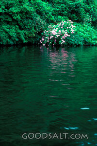 Roses Beside Still Waters