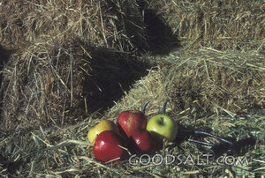 Apples on Harvest Hay