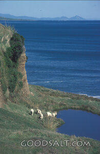 Sheep Beside Still Waters