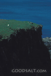 Sheep on the Cliff