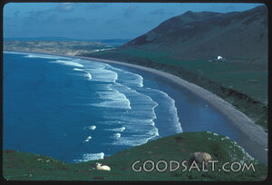 Sheep Beside the Coastal Pasture
