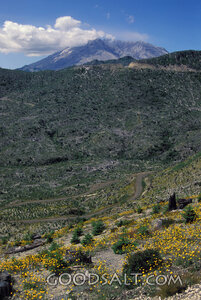 Wildflowers Beneath the Mountain