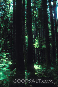 Forest Sanctuary of Creation