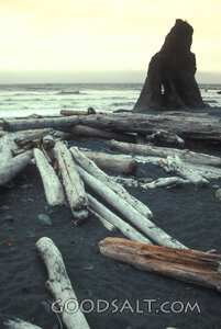 Driftwood Shore and Sea Rock