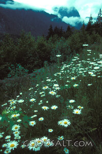 Wildflowers Beneath the Mountain Mist