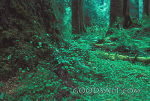 Deep Forest of Creation
