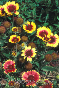 Indian Blanket Flowers in Bloom