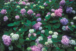Hydrangeas in the Creator’s Garden