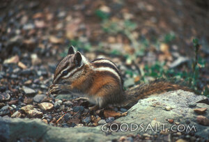 Chipmunk Fed by Providence