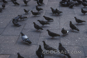 Pigeons in the City Square