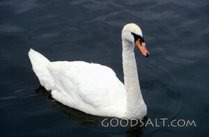 Swan on Still Waters