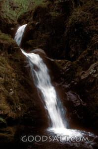Cascading Waters in the Forest Gorge