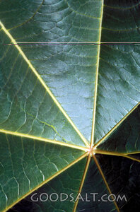 Veins of Creation