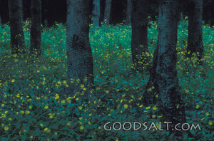 Wildflowers Beneath the Forest Canopy