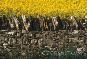 Forsythia Beyond the Stone Wall