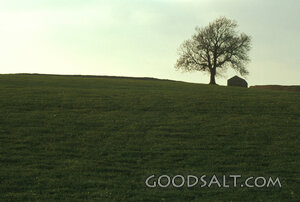 Green Pasture Beneath the Solitary Tree