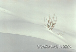 Winter Branch in Untouched Snow