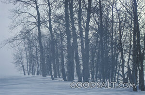 Winter Grove in the Mist