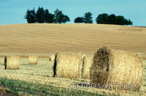 Harvest Field with Hay Bales