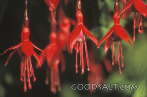 Hanging Fuchsia Blossoms