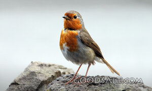 Robin on the Rock