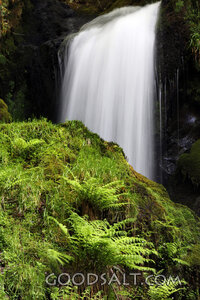 Living Waters in the Forest