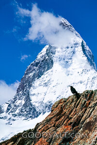 Mountain Majesty and Watchful Bird