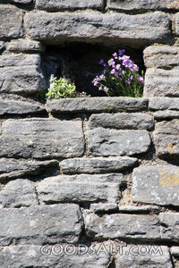 Flowers in the Stone Wall