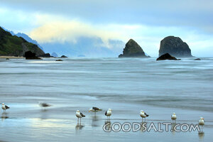 Gulls at the Edge of the Sea