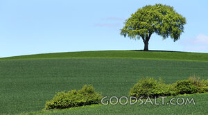 Flourishing Tree on the Hill